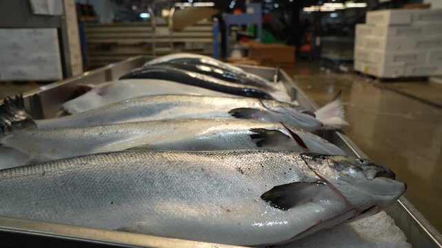 Stock video footage of fresh raw tuna fish displayed on wooden pallets in a commercial warehouse or fish market, showcasing the seafood supply chain.
