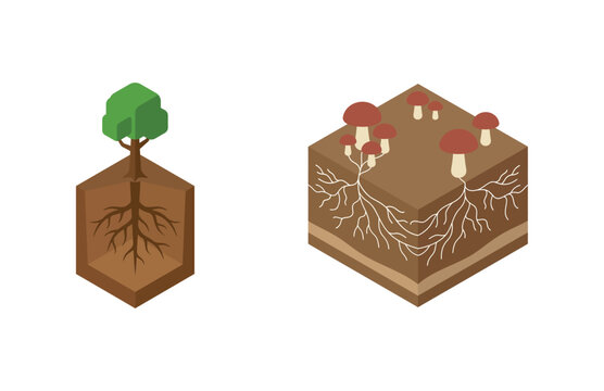Isometric Vector Illustration of Tree and Mushroom Mycelium Underground Soil Layers