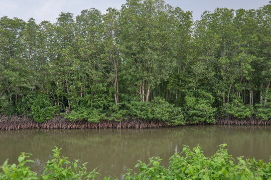 Rhizophora Mangrove Forest in a Tropical Wetland Along the River