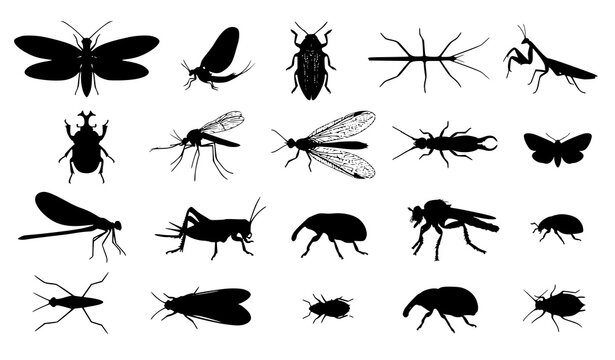 Uncommon Insect Silhouettes &ndash; Black Vector Wildlife Specimen Set
