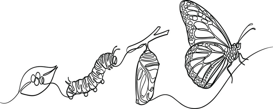 Continuous line art drawing of monarch butterfly life cycle stage metamorphosis from egg on leaf to caterpillar chrysalis cocoon and adult insect
