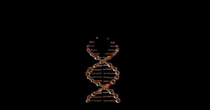 Luminous Gold Glass Double Helix Structure Forming and Rotating on Black Background for Genetics and Scientific Presentations.