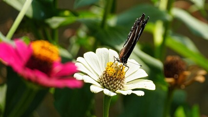 Close-up of a butterfly gathering nectar from a white zinnia flower in a vibrant summer garden, natural lighting highlighting insect details and floral beauty. © Silmiart