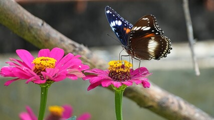 Great Eggfly butterfly perched on pink zinnia flower in garden, wings open, collecting nectar against natural background. © Silmiart