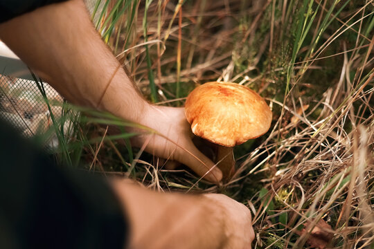 Man collecting wild birch boletes in a forest. This seasonal autumn harvest and mushroom picking outdoor activity represents foraging, wild food, and a connection with nature.
