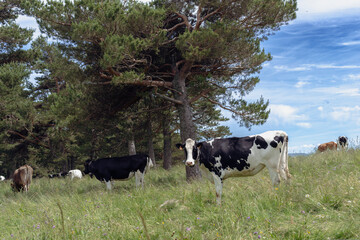 Dairy cows grazing in a mountain pasture in Auvergne, France © luxjuve