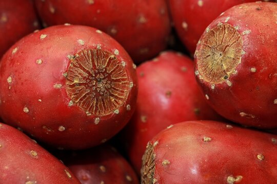 Prickly pear fruits background, close up of red opuntia or cactus fruit texture