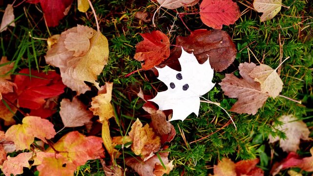 Autumn leaves decorated with white ghost faces hanging among colorful tree branches in seasonal woodland setting. Painted foliage with expressive spooky characters creates playful Halloween atmosphere