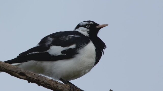 Australian Magpie-lark Perched on a Tree Branch