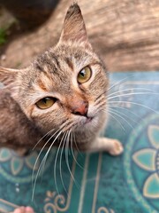 portrait of a cat © Afri