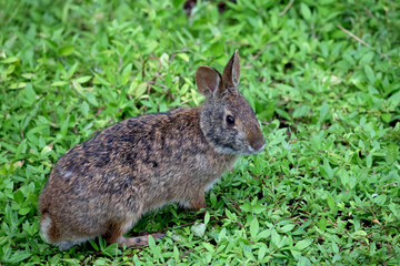 Native Florida Marsh Rabbit (Sylvilagus palustris) Foraging in Vibrant Green Groundcover © StrawberryTide
