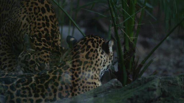 A jaguar grooming another with its tongue in its natural habitat