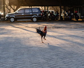 Rooster walking across a paved parking lot in warm morning sunlight © Hasim