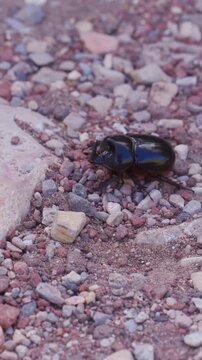 Adult male rhinoceros beetle crawling on small pebbles in nature