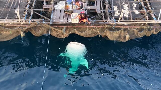 A huge whale shark, Rhinchodon typus, is attracted to a fishing bagan near the Derawan Islands of East Kalimantan, Indonesia. The planktivorous sharks are often fed by local fishermen.