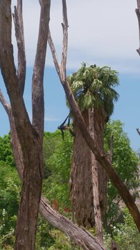 Troop of spider monkeys perched on palm fronds in nature reserve