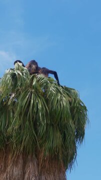 Wild spider monkeys foraging on palm trees in sunny day