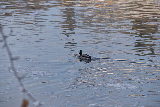 Mallard Duck in the River