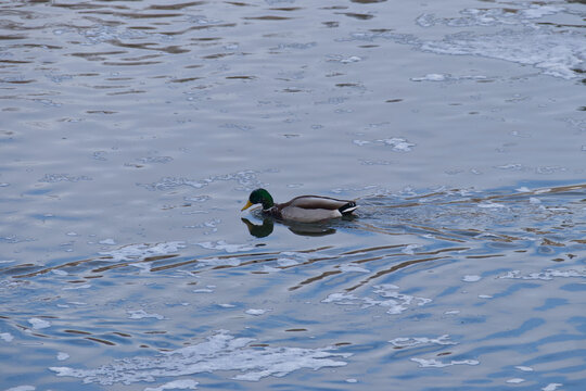 Mallard Duck in the River