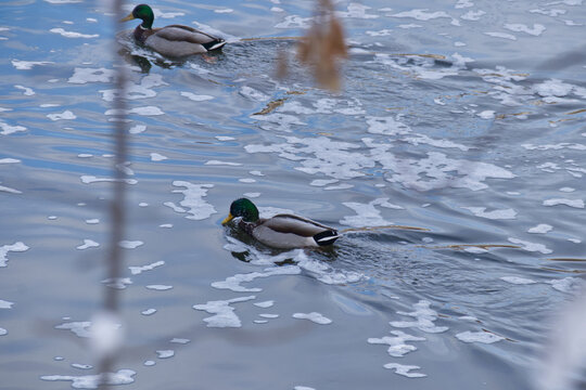 Mallard Ducks in the River