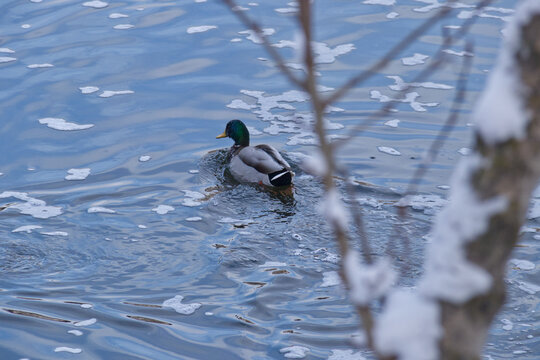 Mallard Duck in the River