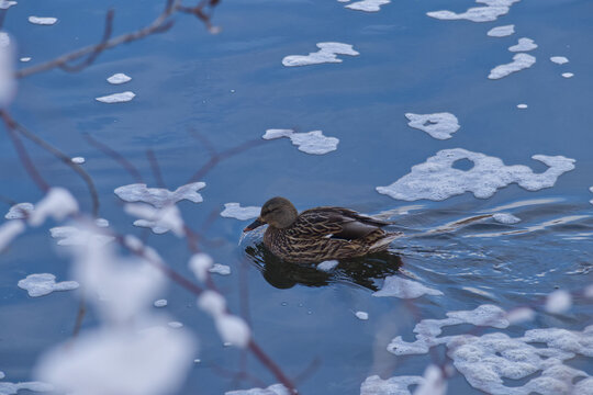 Mallard Duck in the River