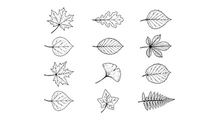 Obraz premium Hand Drawn Autumn Leaves Botanical Sketch Collection