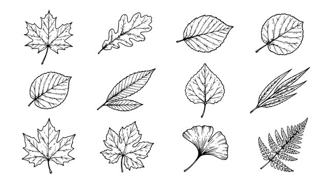 Vintage Autumn Leaf Hand Drawn Botanical Vector Collection