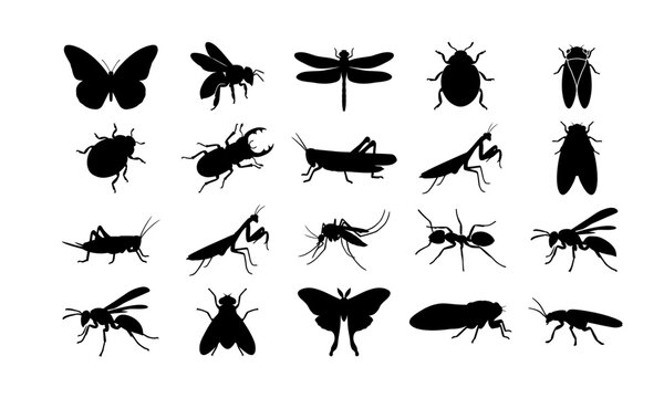Collection of various insect silhouettes including butterflies beetles grasshoppers mantis and other common garden flying bug species