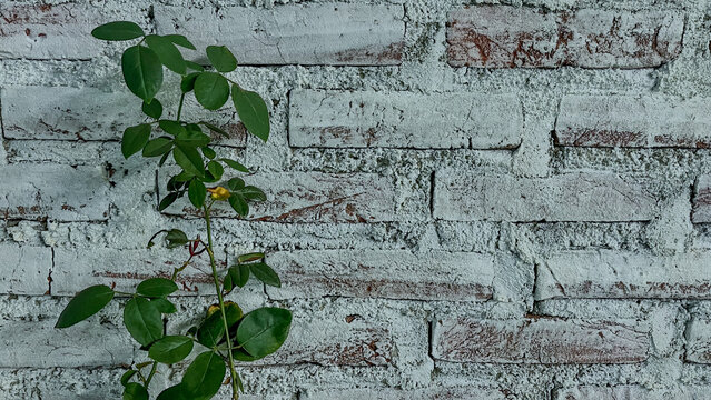 Green Plant Growing On Rustic Whitewashed Brick Wall Background With Copy Space