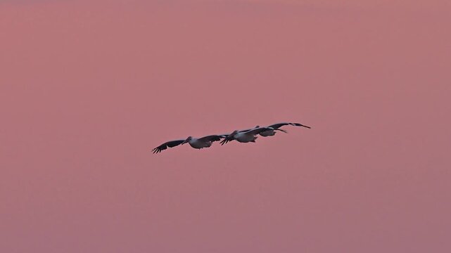 Silhouette of three large pelicans flying in formation against a beautiful clear pink twilight sky, peaceful sunset wildlife background with copy space.