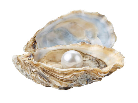 Open oyster shell with a single pearl inside on transparent  background