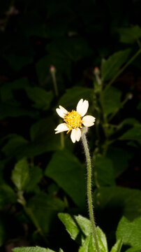 This flower is Tridax procumbens, commonly known as coatbuttons or the tridax daisy. Taken from Las Pinas, NCR, Philippines.