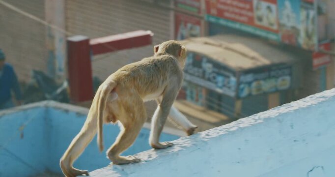 Agra, Uttar Pradesh, India. Monkey Walks Along Edge Of Roof To Another Monkey And Pushes It. Bonnet Macaque - Macaca Radiata Or Zati. Animal Games. Indian Fauna