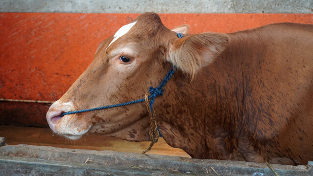 Side profile of brown cattle with rope halter resting in wooden stall.