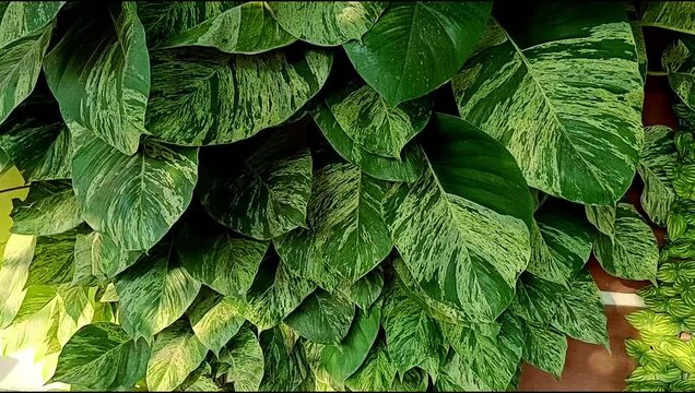 Sirih Gading Emas (Epipremnum aureum): a thriving plant with broad leaves featuring green and white variegation.