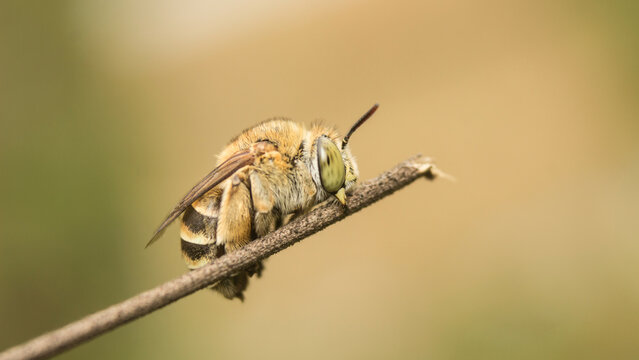 Macro close-up of a resting bee clinging to a dry twig with a soft natural background.