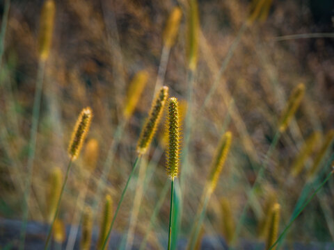 Close up of golden foxtail grass glowing in soft sunlight during autumn season in a serene meadow