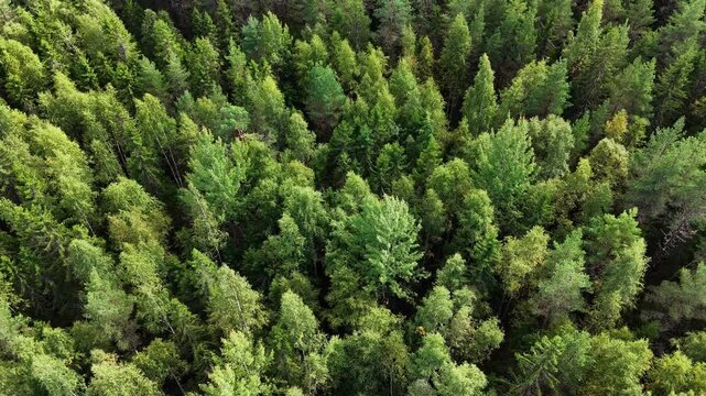 Aerial view of green summer forest with spruce and pine trees. Finnish nature.