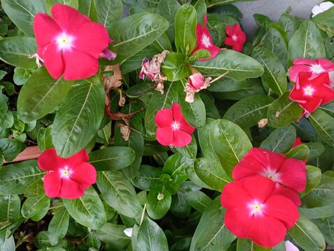 Close-up of a blooming cluster of vibrant red and bright pink catharanthus roseus flowers with distinct white eyes, growing on a lush bush with glossy green leaves in an outdoor garden container.