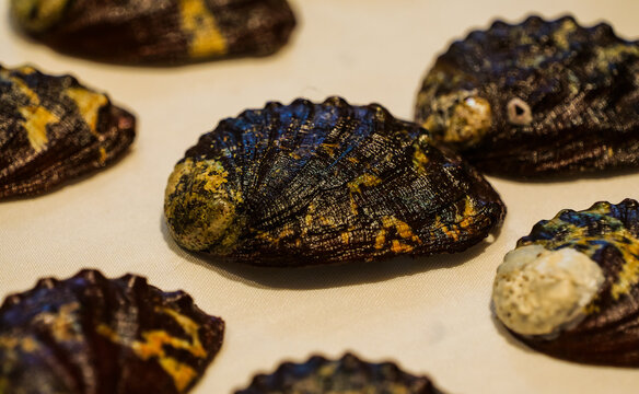 Natural abalone shells with porous texture features and marine biology science materials
