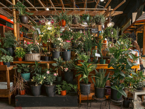 Potted houseplants on wooden shelves inside a retail garden center. Abundant green indoor decoration for a home urban jungle.