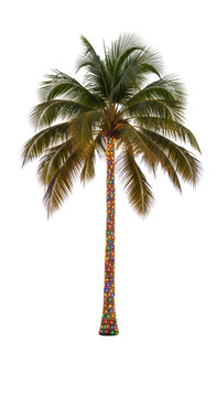 Palm tree standing alone tall.