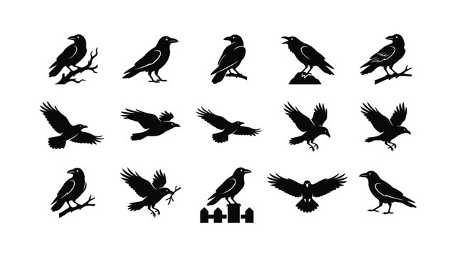 Black crow silhouettes set, collection of vector illustrations of birds in different poses, flying, perching and cawing