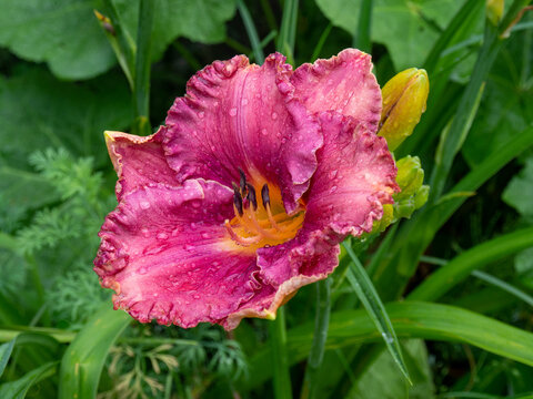 Close-up of a vibrant purple and pink daylily flower covered in fresh morning rain drops. The beautiful perennial bloom features ruffled edges and a bright yellow throat