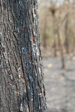A close-up view focusing on the charred black bark of a tree trunk with distinct vertical cracks and small white ash marks, set against a blurred background of a desolate