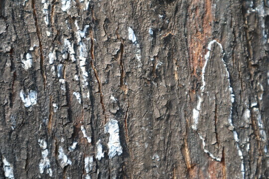 Macro view of burnt tree trunk surface displaying deep ridges, dark charcoal tones, and white ash highlights resulting from severe heat damage during a wildfire.