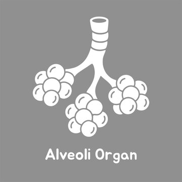 Alveoli lung anatomy showing pulmonary structures for medical education purposes featuring detailed biological vector illustration in clean white minimal style