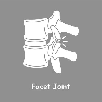 Facet joint spinal anatomy icon depicting lumbar vertebrae structure for medical diagnosis and health education infographics