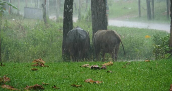 A rainstorm, falling rain, and two buffaloes in the forest.
